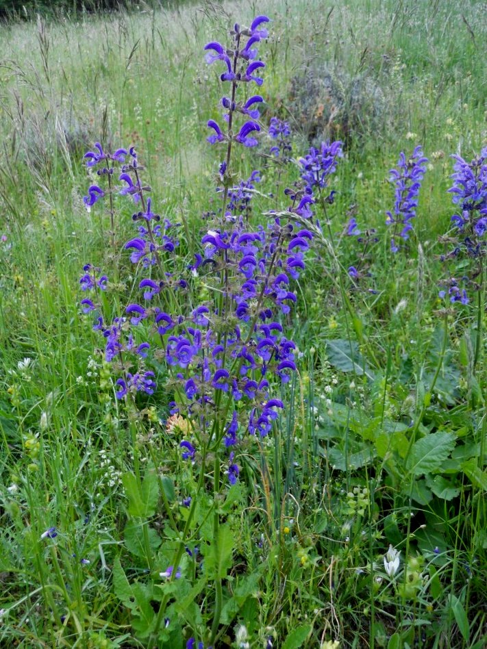 Salvia pratensis